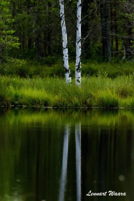 Two birches.