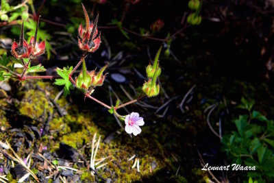 Brandnäva/Geranium lanuginosum II