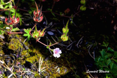 Brandnva/Geranium lanuginosum II