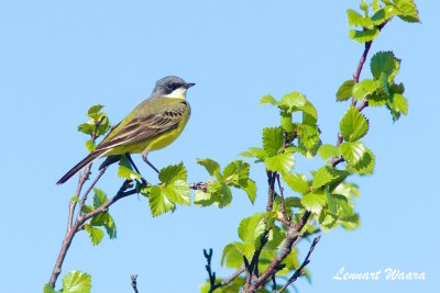 Yellow Wagtail/Gulrla/thunbergi