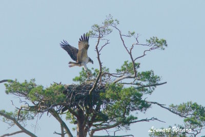 Osprey,1k, landing on nest - 3