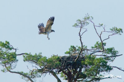 Osprey,1k, landing on nest - 1