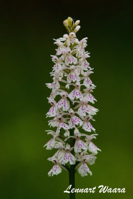 Jungfru Marie Nycklar / Common Spotted-orchid
