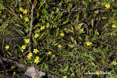 Revsmörblomma / Creeping Buttercup