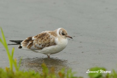 Black-headed Gull/Skrattms/Juv.