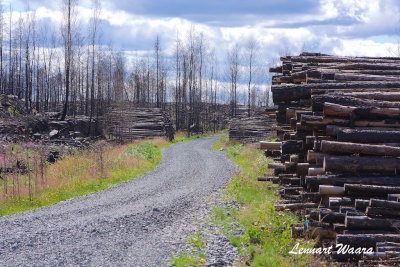 Stacked fuelwood in the area of the huge forest fire.