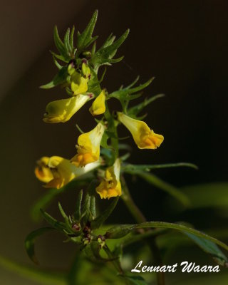 ngskovall / Common Cow-wheat