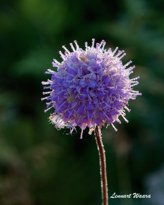 Ängsvädd / Devil's-bit Scabious with dew drops.