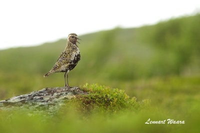 European Golden Plover/Ljungpipare