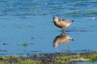 Red Knot/Kustsnppa