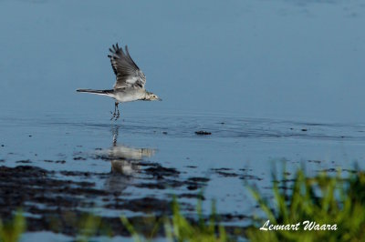 White Wagtail/Sdesrla