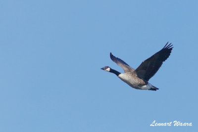 Canada Goose/Kanadags