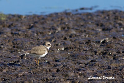 Common Ringed Plover/Större strandpipare/Juv.