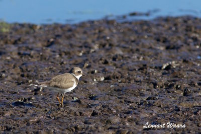 Common Ringed Plover/Strre strandpipare/Juv.