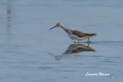 Gluttsnppa/Common Greenshank/1k