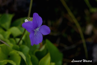 Skogsviol / Common Dog-violet