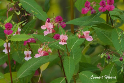 Jttebalsamin / Indian Balsam.