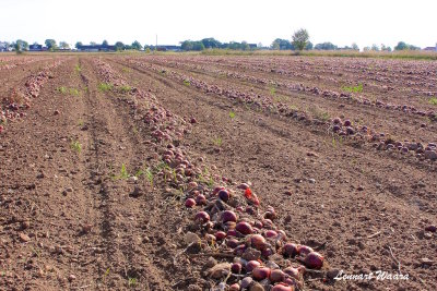 Odling rdlk / Cultivation of red onion.