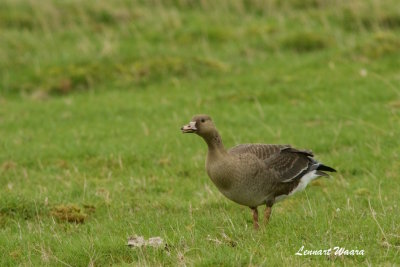 Blsgs / Greater White-fronted Goose / Juv