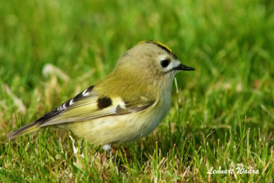 Kungsfgel / Goldcrest