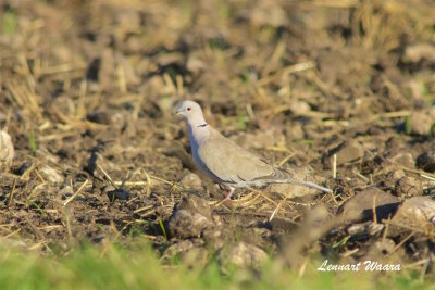 Turkduva / Eurasian Collared Dove
