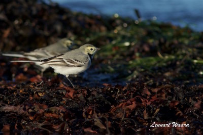 Sdesrla / White wagtail