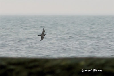 Kustlabb / Parasitic Jaeger