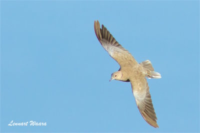 Turkduva / Eurasian Collared Dove