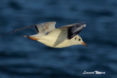 Skrattms / Black-headed Gull