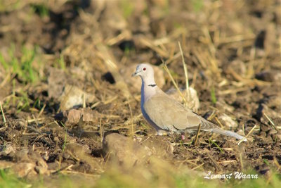 Turkduva / Eurasian Collared Dove