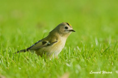 Kungsfgel / Goldcrest