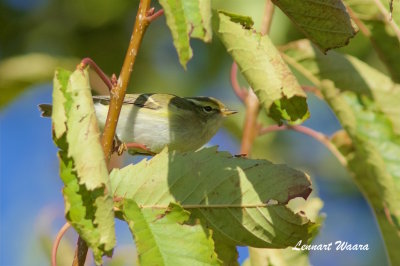 Tajgasngare / Yellow-browed Warbler