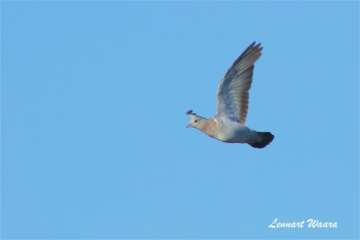 Turkduva / Eurasian Collared Dove