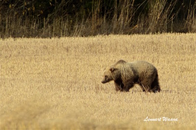 Brun bjrn hane / Brown bear male