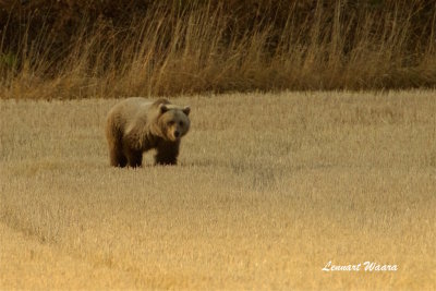 Brun bjrn hane / Brown bear male
