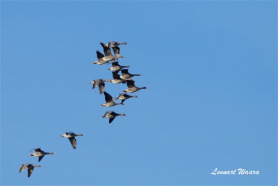 Srgs strckande / Bean Goose migrating