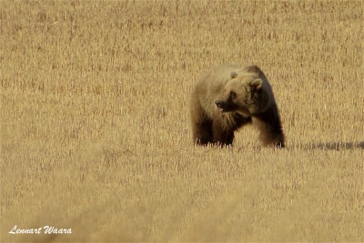 Brun bjrn hane / Brown bear male