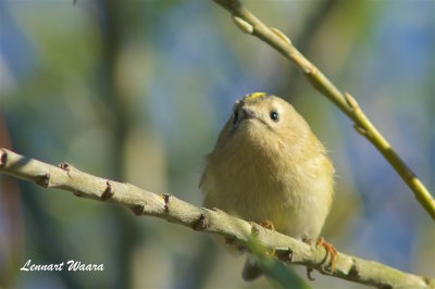 Kungsfgel / Goldcrest