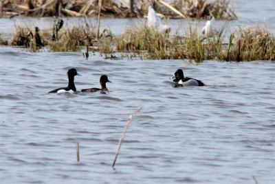 Ringand / Ring-necked Duck