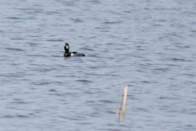 Ringand / Ring-necked Duck