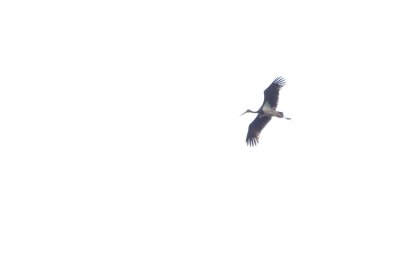 Svart stork / Black Stork