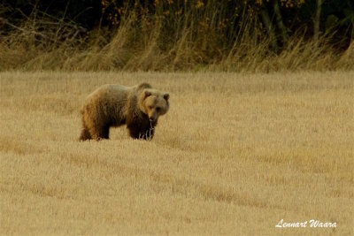 Brun bjrn hane / Brown bear male