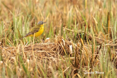 Gulrla / Yellow Wagtail