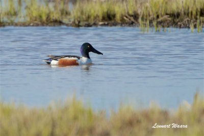 Skedand hane / Northern Shoveler