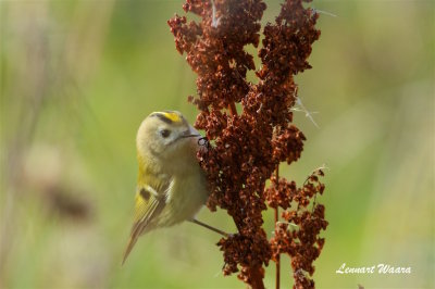 Kungsfgel / Goldcrest