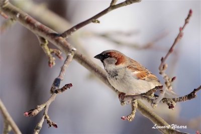 Grsparv / House Sparrow