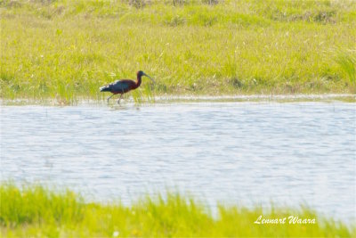 Bronsibis / Glossy Ibis