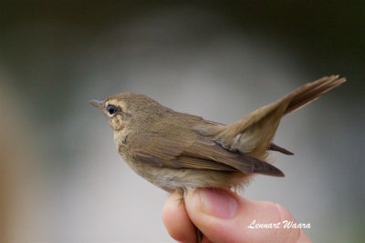 Brunsngare / Dusky Warbler