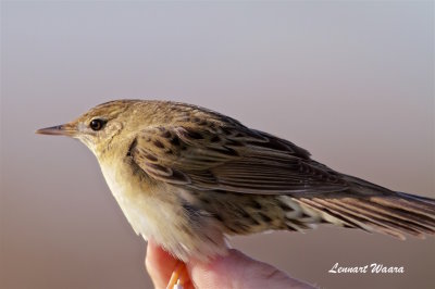 Grshoppsngare / Common Grashoppor Warbler