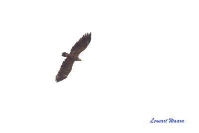 Mindre skrikrn / Lesser Spotted Eagle